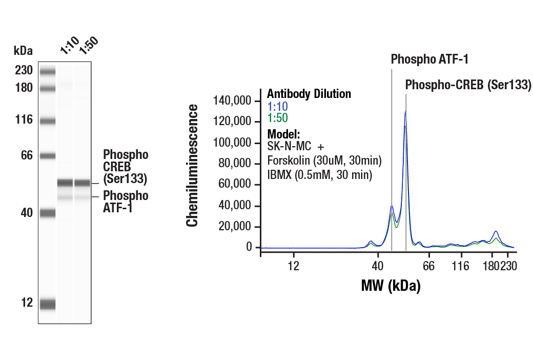 Western Blotting Image 1: Phospho-CREB (Ser133) (87G3) Rabbit Monoclonal Antibody