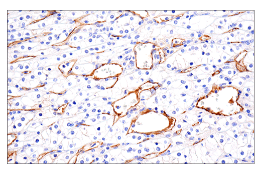 Immunohistochemistry Image 4: VE-Cadherin (E6N7A) Rabbit Monoclonal Antibody