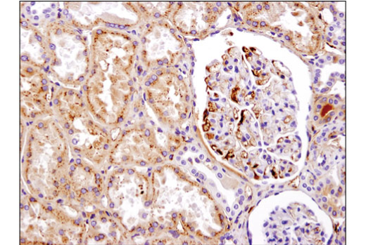 Immunohistochemistry Image 4: ApoE (pan) (D7I9N) Rabbit mAb (BSA and Azide Free)