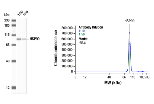 Western Blotting Image 1: HSP90 (C45G5) Rabbit Monoclonal Antibody