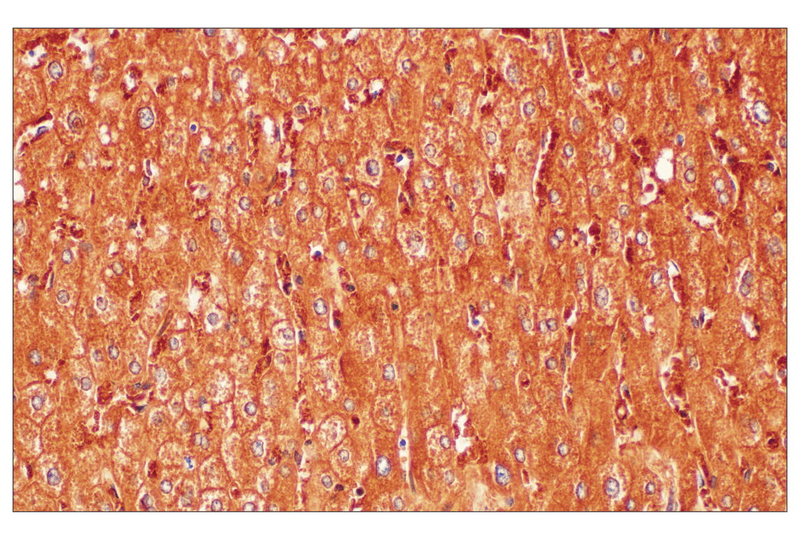Immunohistochemistry Image 4: SHMT1 (F5Q3S) Rabbit Monoclonal Antibody