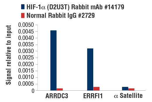 Chromatin Immunoprecipitation Image 3: HIF-1 alpha (D2U3T) Rabbit Monoclonal Antibody