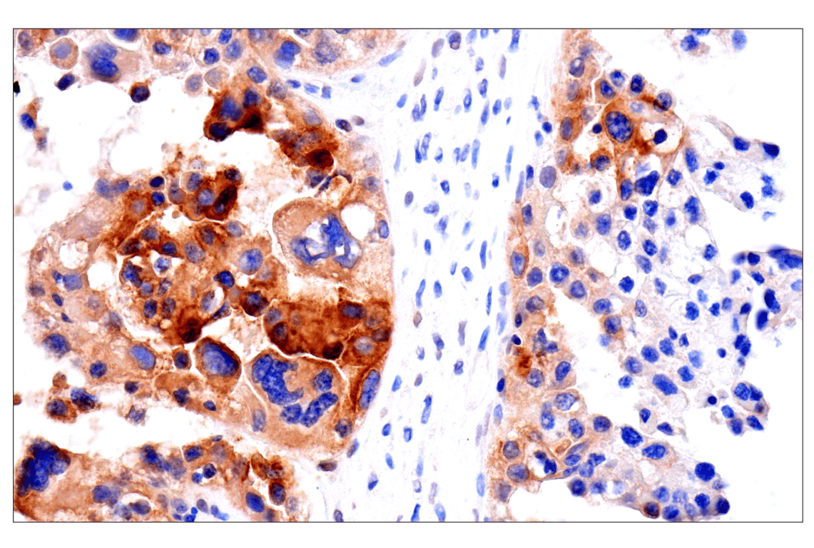 Immunohistochemistry Image 3: CEACAM7 (E5Q6X) Rabbit Monoclonal Antibody