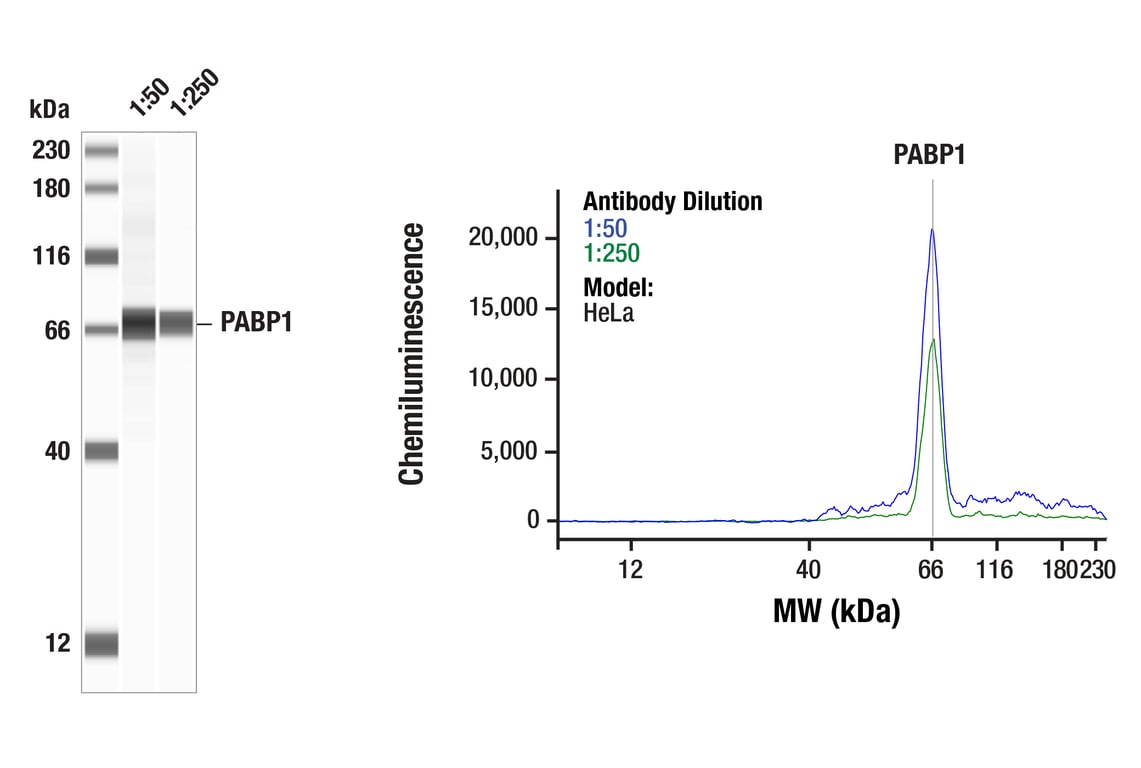 Western Blotting Image 1: PABP1 (F6G6L) Rabbit Monoclonal Antibody