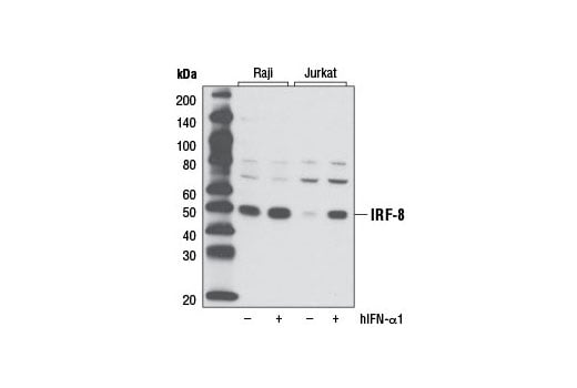 Western Blotting Image 2: IRF-8 (D20D8) Rabbit Monoclonal Antibody (Biotinylated)