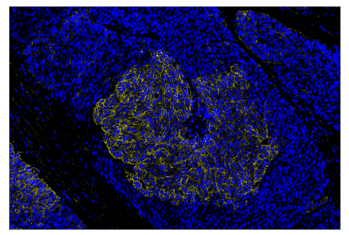 Immunohistochemistry Image 2: N-Cadherin (D4R1H) & CO-0153-647 SignalStar<sup>™</sup> Oligo-Antibody Pair