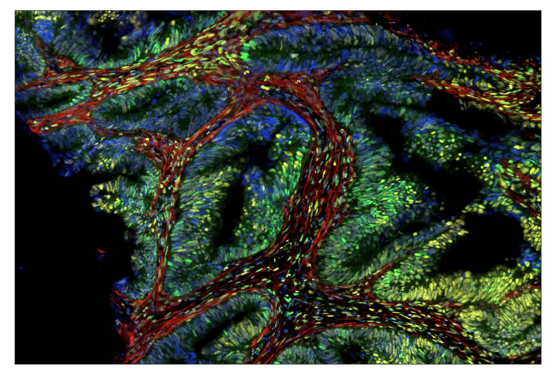 Immunohistochemistry Image 1: TMEM119 (E3E4T) & CO-0130-488 SignalStar<sup>™</sup> Oligo-Antibody Pair