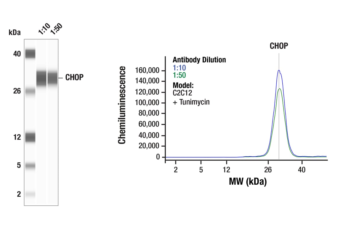 CHOP (D46F1) Rabbit mAb | Cell Signaling Technology