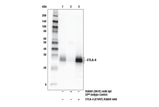 Immunoprecipitation Image 1: CTLA-4 (E1V6T) Rabbit Monoclonal Antibody