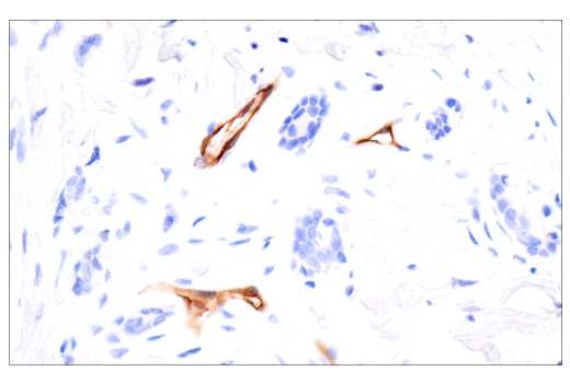 Immunohistochemistry Image 2: PODXL (E8O1S) Rabbit Monoclonal Antibody (BSA and Azide Free)