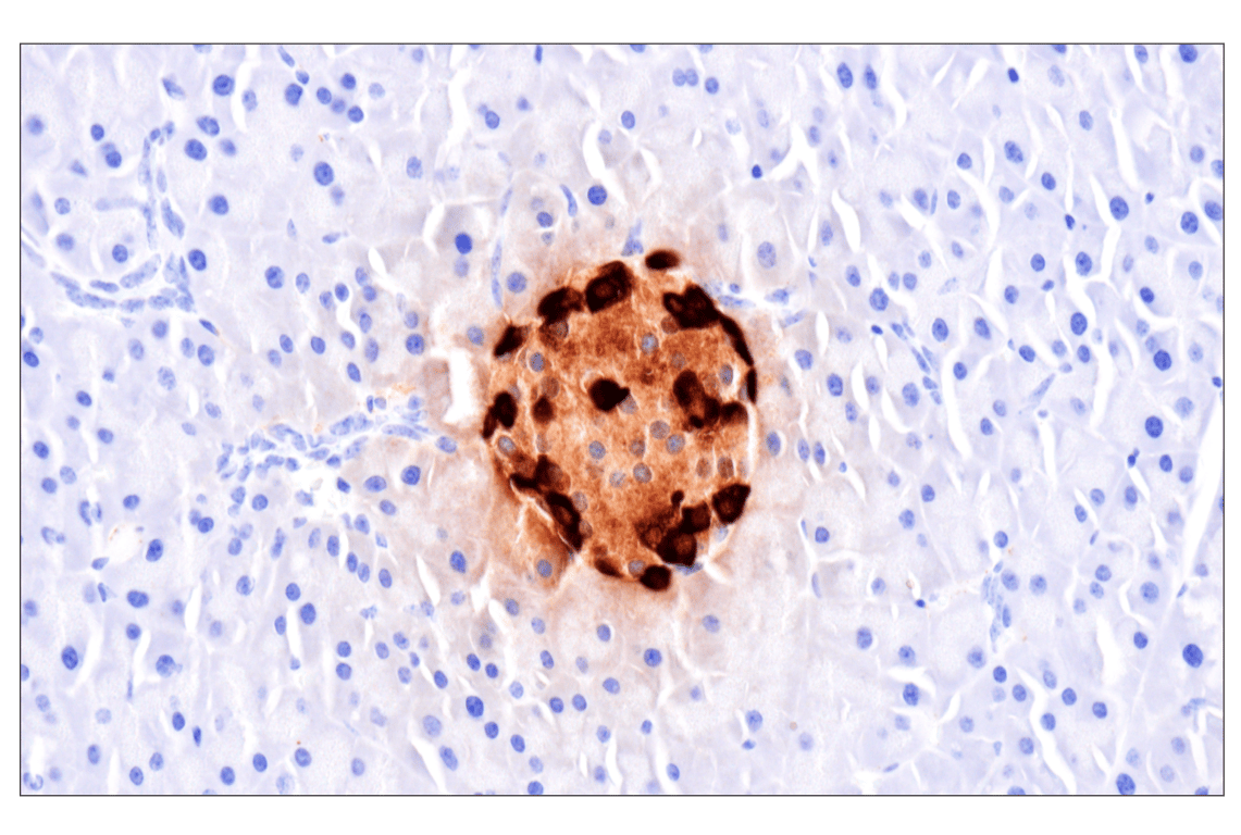 Immunohistochemistry Image 5: Glucagon (F1A2G) Rabbit Monoclonal Antibody