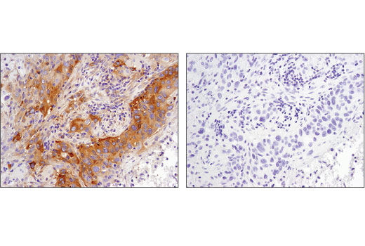 Immunohistochemistry Image 2: Phospho-CAD (Ser1859) (D5K5W) Rabbit Monoclonal Antibody