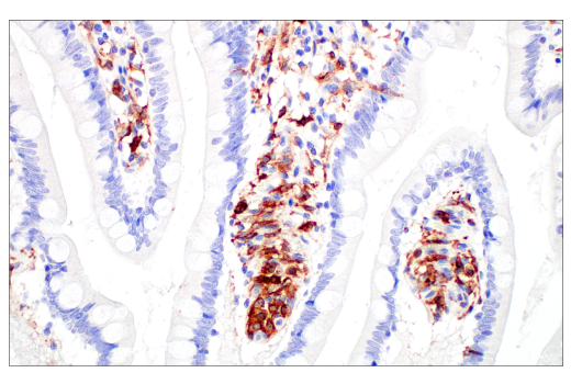 Immunohistochemistry Image 10: Siglec-10 (E1D7S) Rabbit Monoclonal Antibody (BSA and Azide Free)