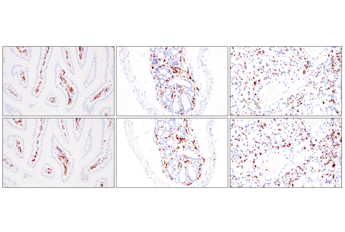 Immunohistochemistry Image 7: CD74 (F3R3L) Rabbit Monoclonal Antibody
