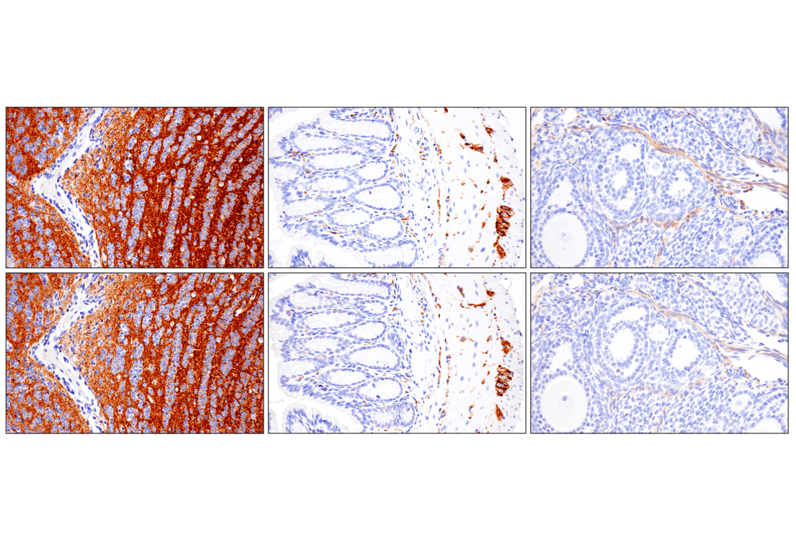 undefined Image 32: Presynaptic Vesicle Cycle Antibody Sampler Kit