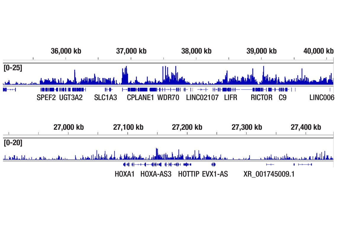 CUT & Tag Image 2: Mono-Methyl-Histone H3 (Lys36) (D9J1D) Rabbit Monoclonal Antibody