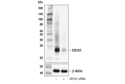 Western Blotting Image 2: CD151 (E4I9J) Rabbit Monoclonal Antibody