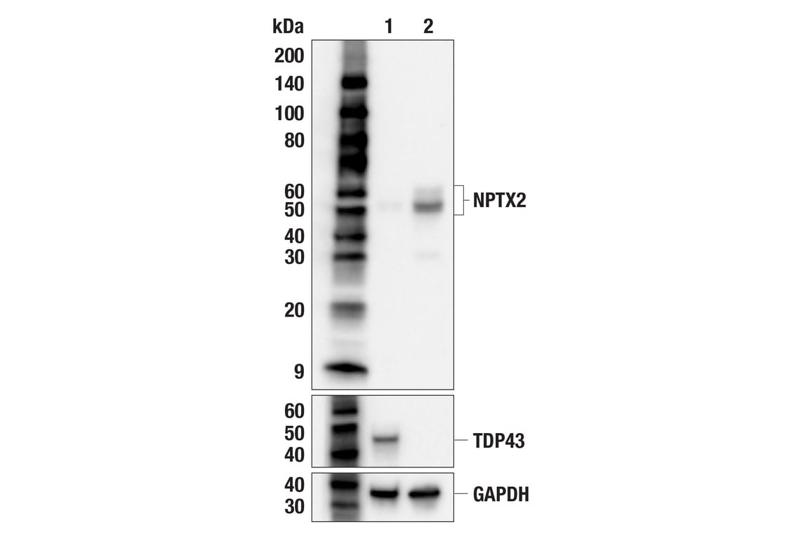 Western Blotting Image 3: NPTX2 (F6B1F) Rabbit Monoclonal Antibody