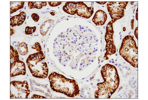 Immunohistochemistry Image 2: 4F2hc/SLC3A2 (D5U4G) Rabbit Monoclonal Antibody