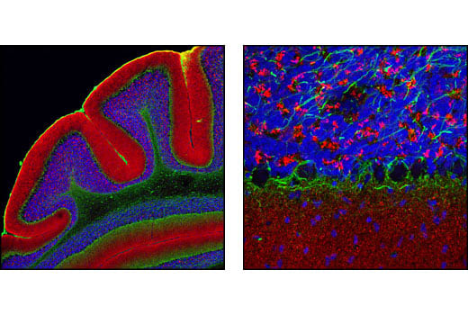 Immunofluorescence Image 1: alpha-Synuclein Antibody