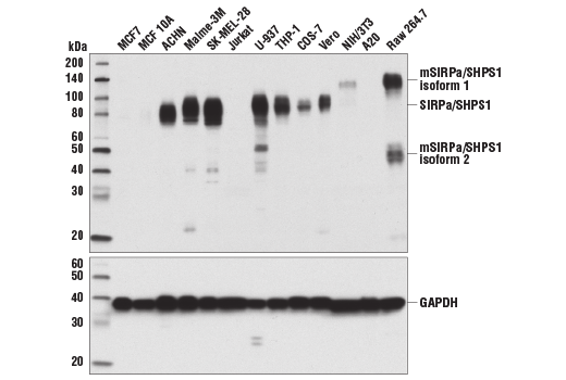 Western Blotting Image 1: SIRPα/SHPS1 (D6I3M) Rabbit mAb (BSA and Azide Free)