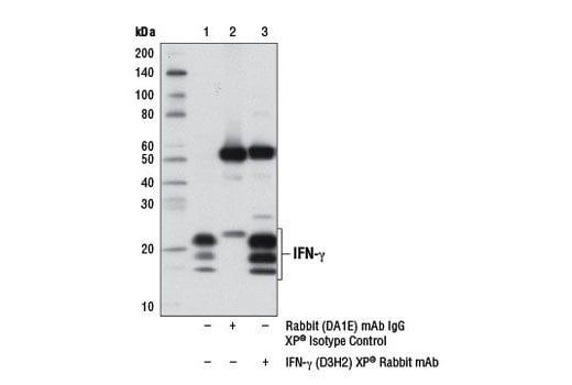 Immunoprecipitation Image 1: IFN-gamma (D3H2) Rabbit Monoclonal Antibody