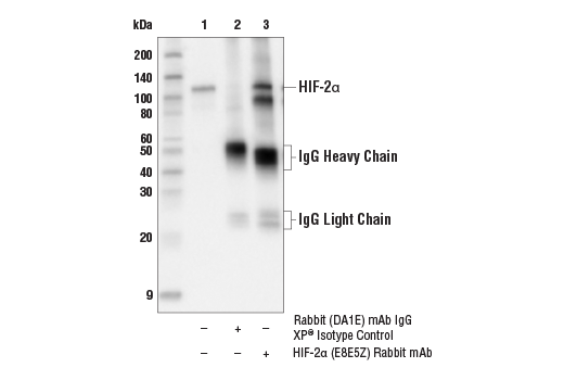 Immunoprecipitation Image 1: HIF-2 alpha (E8E5Z) Rabbit Monoclonal Antibody