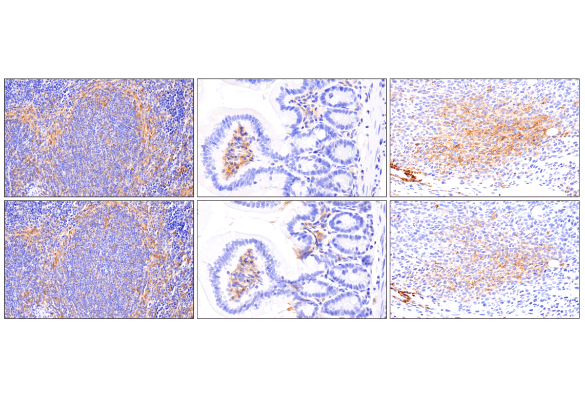 Immunohistochemistry Image 5: PD-L1 (F3Z1T) Rabbit Monoclonal Antibody (IHC Formulated)