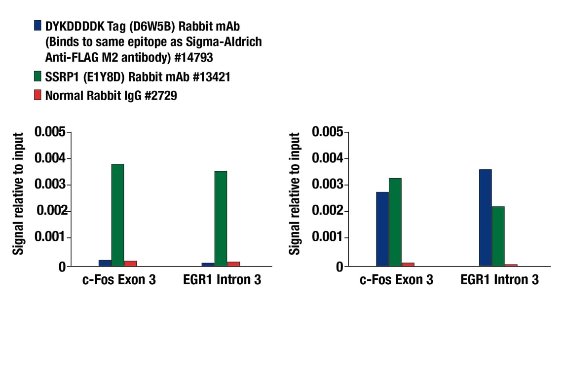 Chromatin Immunoprecipitation Image 1: DYKDDDDK Tag (D6W5B) Rabbit Monoclonal Antibody (Binds to same epitope as Sigma-Aldrich Anti-FLAG M2 antibody)