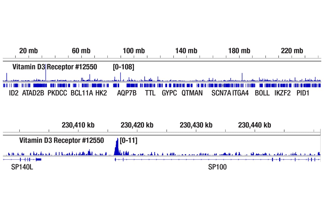 CUT & RUN Image 2: Vitamin D3 Receptor (D2K6W) Rabbit Monoclonal Antibody