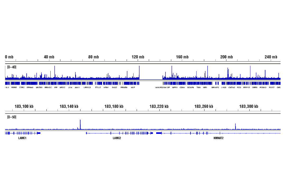 CUT & RUN Image 2: NF-kappaB p65 (D14E12) Rabbit Monoclonal Antibody