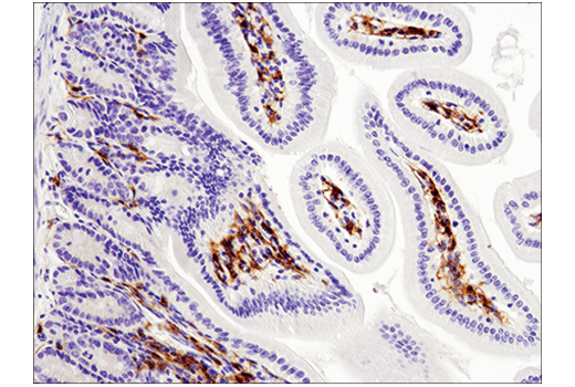Immunohistochemistry Image 3: F4/80 (D2S9R) Rabbit Monoclonal Antibody