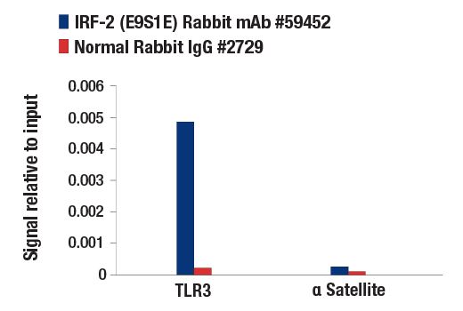 Chromatin Immunoprecipitation Image 1: IRF-2 (E9S1E) Rabbit Monoclonal Antibody