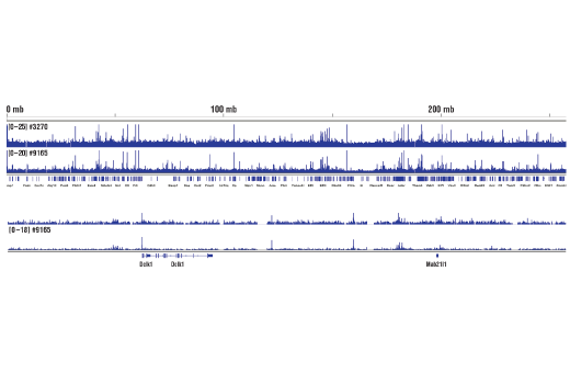 Chromatin Immunoprecipitation Image 2: Phospho-c-Jun (Ser73) (D47G9) Rabbit Monoclonal Antibody