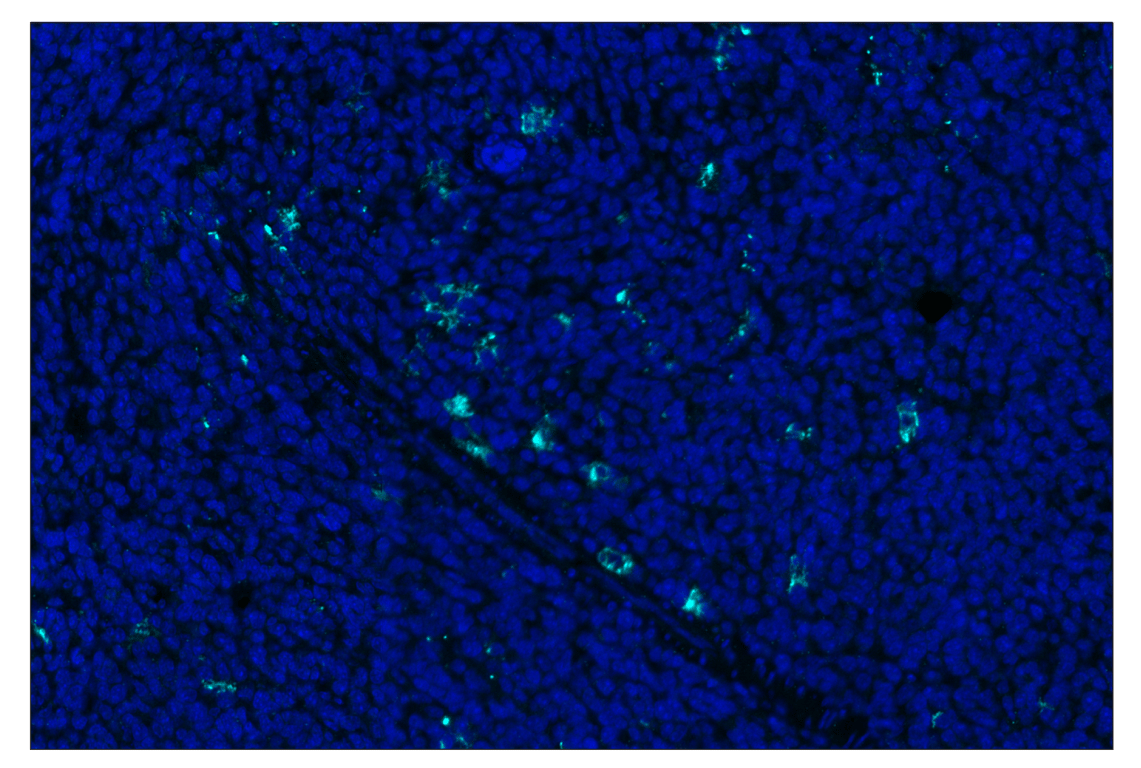 Immunohistochemistry Image 1: ICOS (E5F7E) & CO-0188-594 SignalStar<sup>®</sup> Oligo-Antibody Pair
