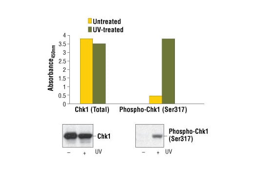 ELISA Image 1: PathScan<sup>®</sup> Phospho-Chk1 (Ser317) Sandwich ELISA Kit