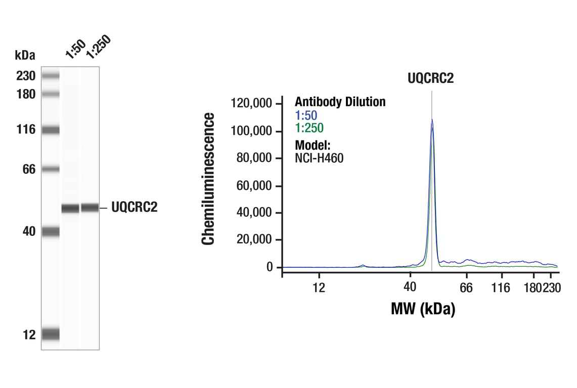 Western Blotting Image 1: UQCRC2 (F8Y5N) Rabbit Monoclonal Antibody