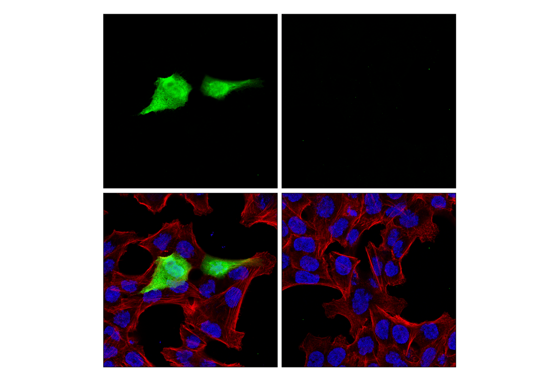 Immunofluorescence Image 1: V5-Tag (E9H8O) Mouse Monoclonal Antibody