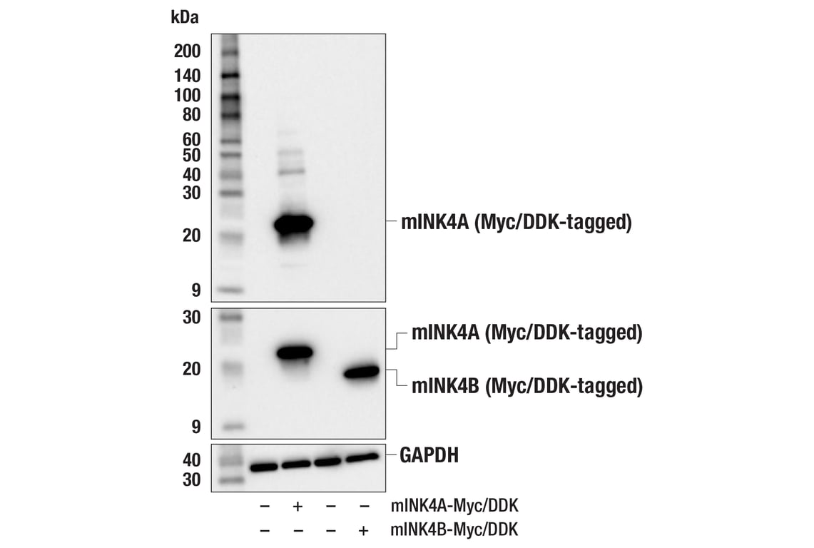 Western Blotting Image 2: p16 INK4A (F3I7K) Rabbit Monoclonal Antibody