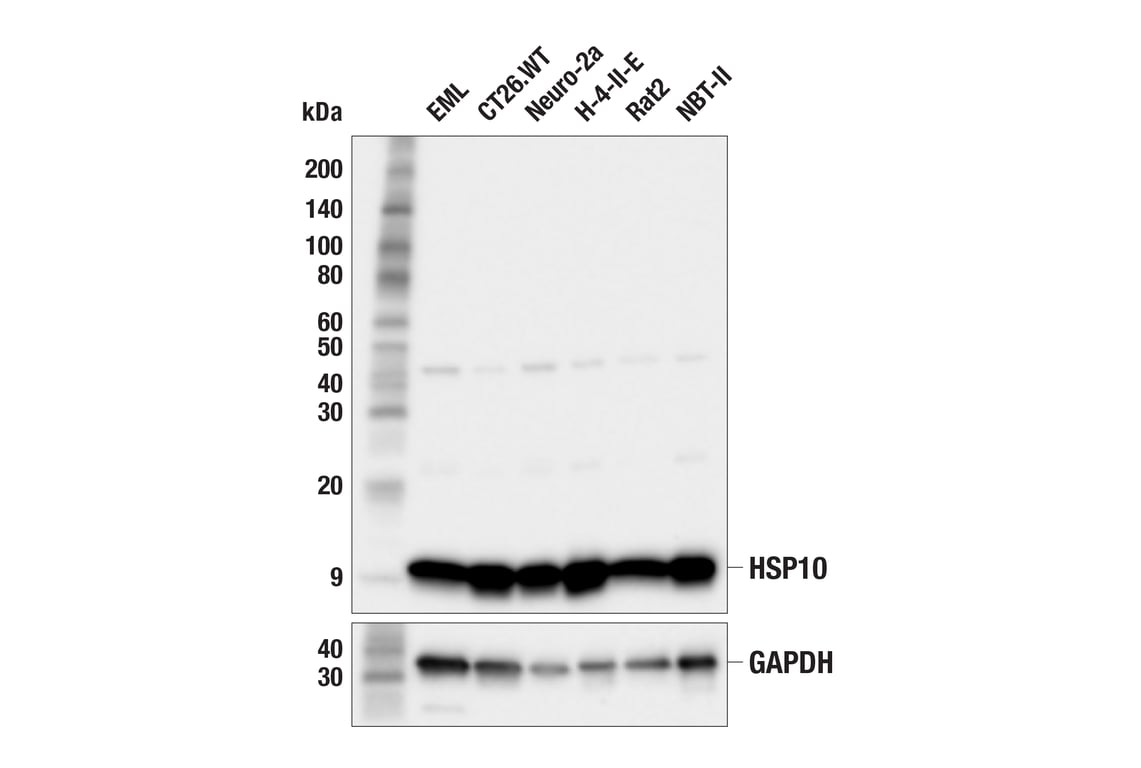 Western Blotting Image 2: HSP10 (F8X5Y) Rabbit Monoclonal Antibody