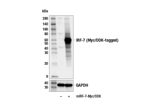 Western Blotting Image 4: IRF-7 (E8I2L) Rabbit Monoclonal Antibody