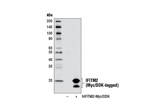 Western Blotting Image 2: IFITM2 Antibody
