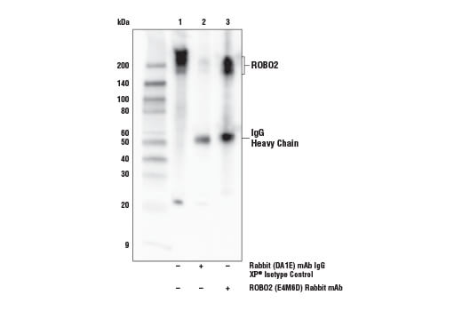 Immunoprecipitation Image 1: ROBO2 (E4M6D) Rabbit Monoclonal Antibody