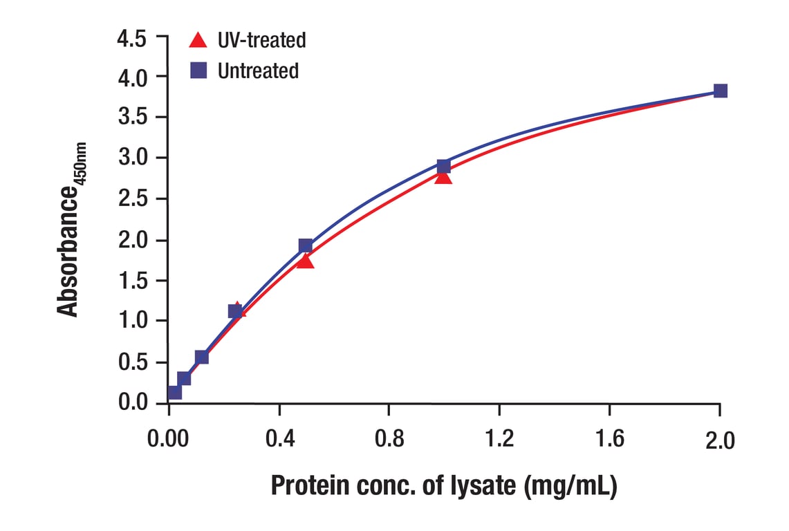 ELISA and/or ELISA-like Assays Image 2: c-Jun (60A8) Rabbit Monoclonal Antibody (BSA and Azide Free)