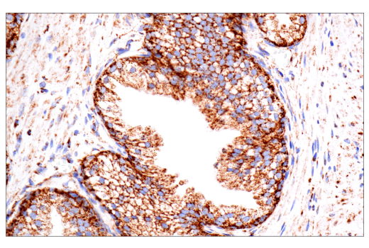 Immunohistochemistry Image 4: TSPO (D1N7Z) Rabbit Monoclonal Antibody