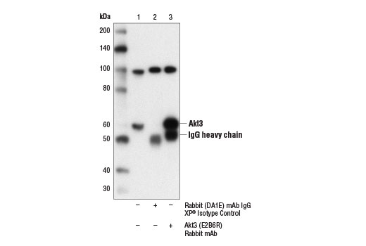 Immunoprecipitation Image 1: Akt3 (E2B6R) Rabbit Monoclonal Antibody