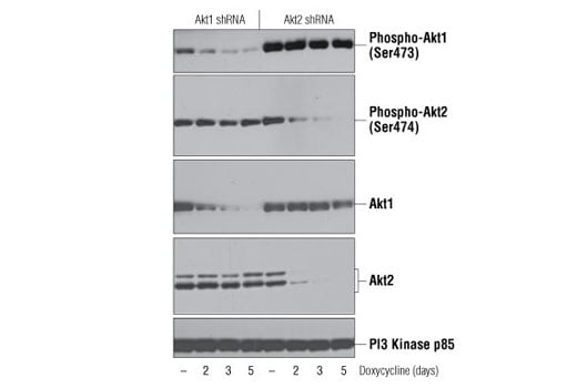 Western Blotting Image 1: Phospho-Akt1 (Ser473) (D7F10) XP<sup>®</sup> Rabbit mAb