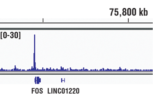 Chromatin Immunoprecipitation Image 1: Stat3 (D3Z2G) Rabbit mAb