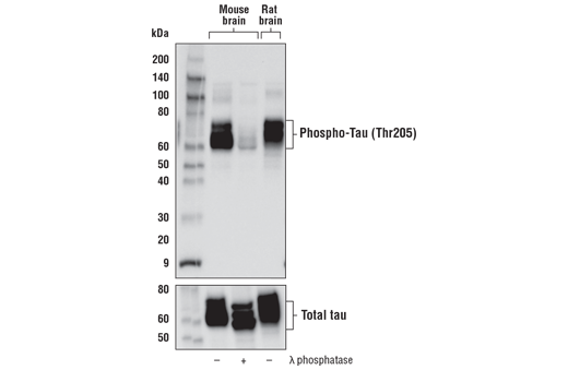 Western Blotting Image 2: Phospho-Tau (Thr205) (E7D3E) Rabbit Monoclonal Antibody (BSA and Azide Free)