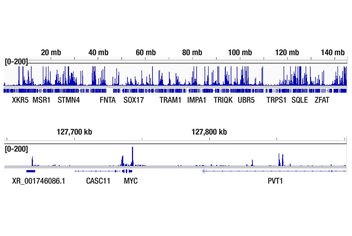 CUT & Tag Image 2: TCF4/TCF7L2 (C48H11) Rabbit Monoclonal Antibody